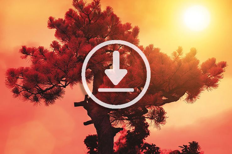 tree sun sunlight sunset